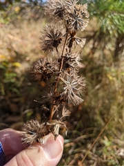 Liatris novae-angliae