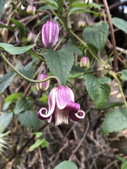 Clematis lasiandra