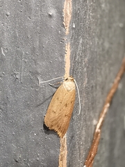 Oecophorinae