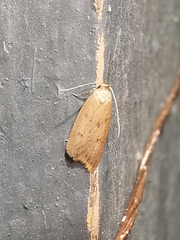 Oecophorinae