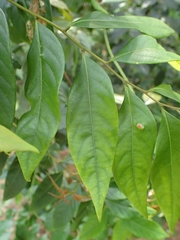 Glochidion lanceolatum