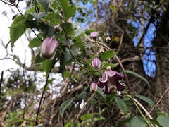 Clematis lasiandra