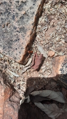 Spilostethus pandurus