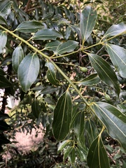 Cinnamomum insularimontanum