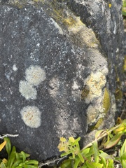 Flavoplaca