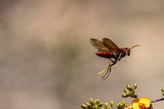 Polistes humilis