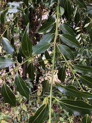 Cinnamomum insularimontanum