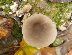 Pluteus thomsonii