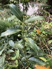 Cinnamomum insularimontanum