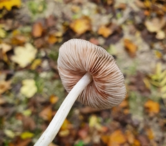 Pluteus thomsonii