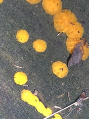 Dacrymyces