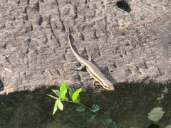 Eutropis longicaudata