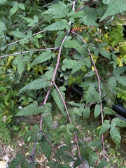 Rubus trianthus