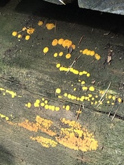 Dacrymyces