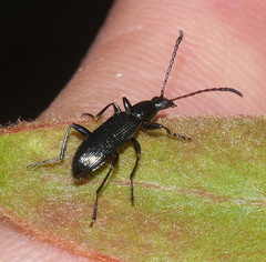 Neoeutrapela