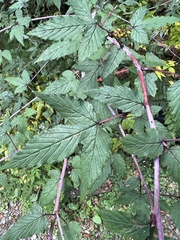 Rubus trianthus