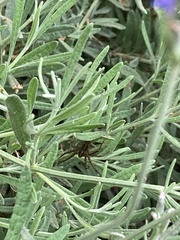 Palystes superciliosus