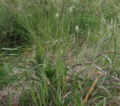 Phalaris canariensis