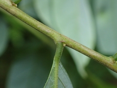 Glochidion lanceolatum