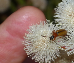 Neoeutrapela