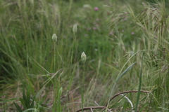 Phalaris canariensis