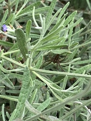 Palystes superciliosus