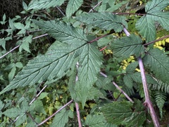 Rubus trianthus