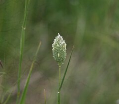Phalaris canariensis