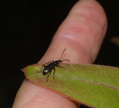 Neoeutrapela