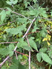 Rubus trianthus