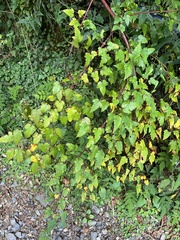 Rubus trianthus