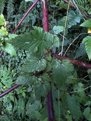 Rubus trianthus
