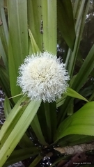 Thurnia sphaerocephala