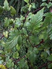 Rubus trianthus
