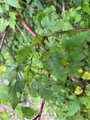 Rubus trianthus