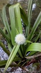 Thurnia sphaerocephala