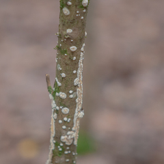 Basidioradulum radula