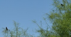 Molothrus bonariensis