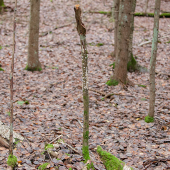 Basidioradulum radula