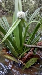 Thurnia sphaerocephala