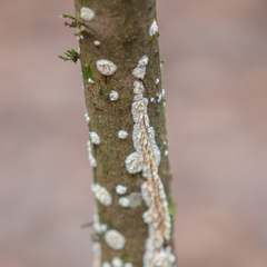 Basidioradulum radula