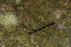 Phraortes stomphax