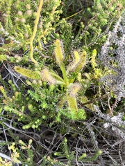 Drosera hilaris