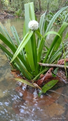 Thurnia sphaerocephala