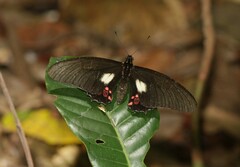 Papilioninae