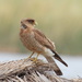 Chimango Caracara - Photo (c) graciela_gplp, some rights reserved (CC BY-NC)