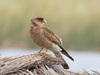 Chimango Caracara - Photo (c) graciela_gplp, some rights reserved (CC BY-NC)