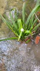 Thurnia sphaerocephala