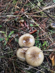 Hygrophorus hypothejus