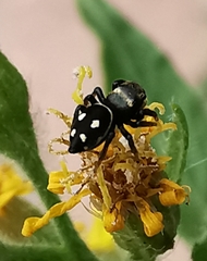 Heliophanus apiatus